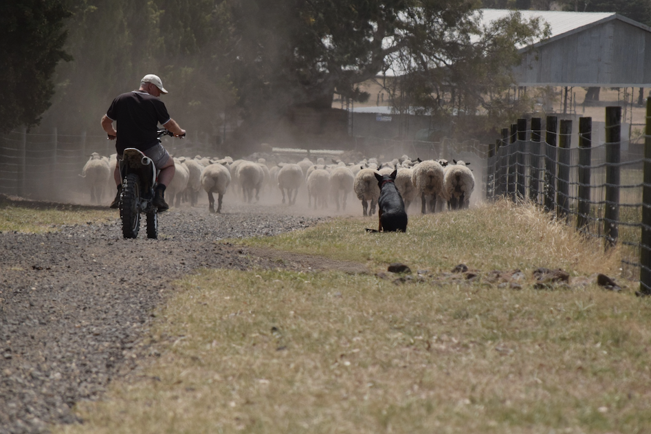 BUY WOOLSHED, SUPPORT AUSSIE FARMERS