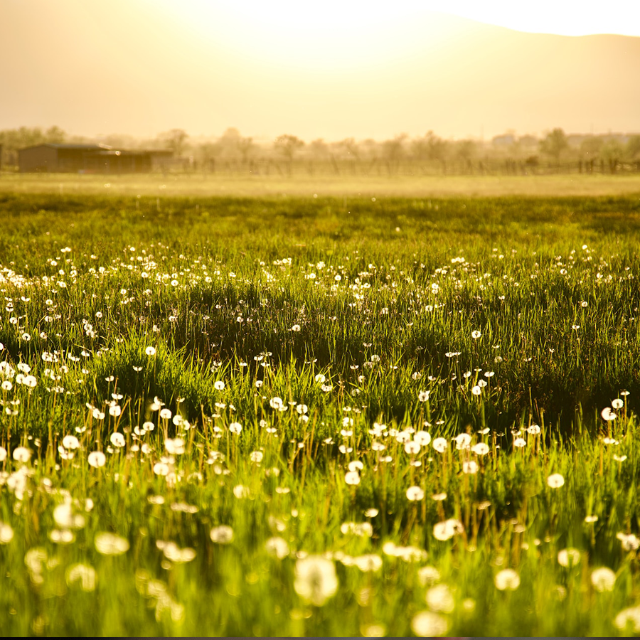 Our Sustainable Soil Program